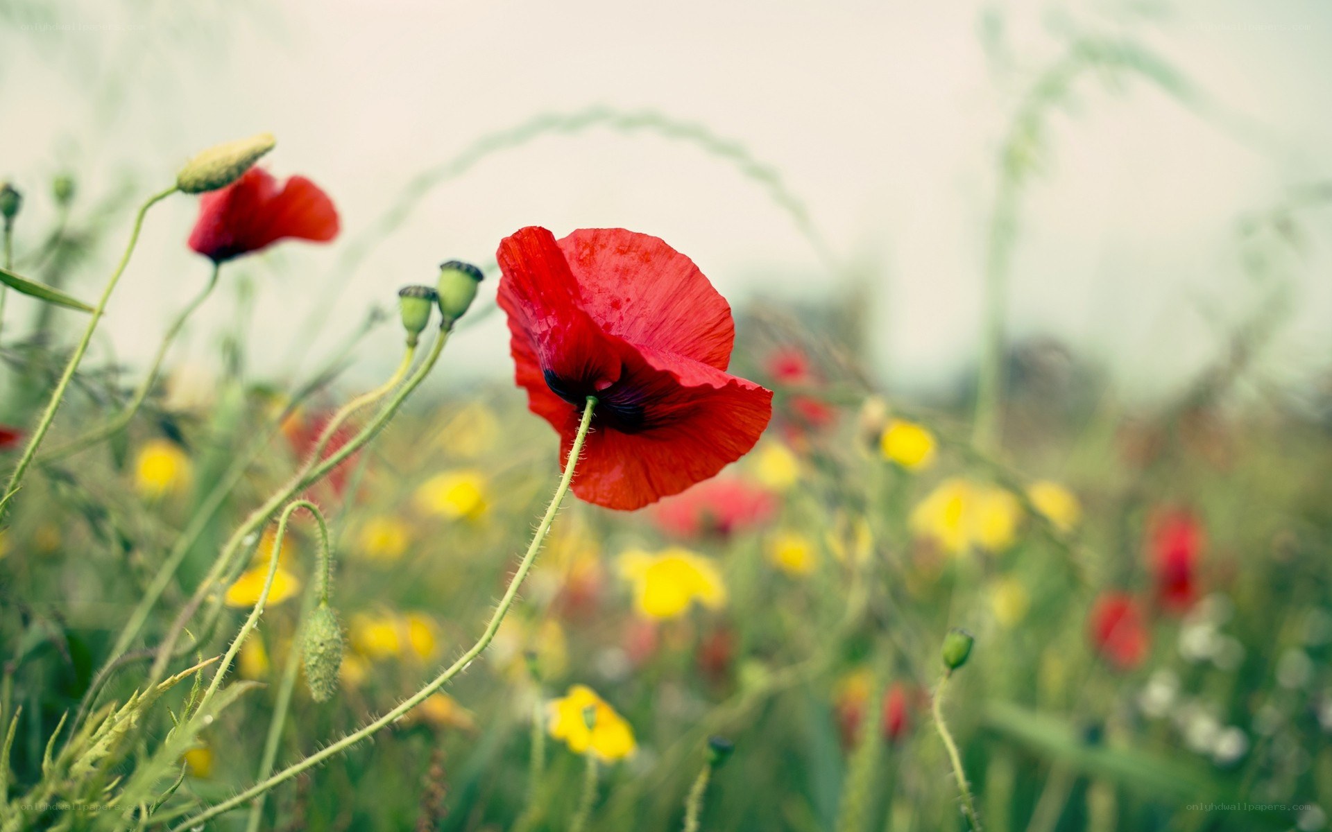 Red poppy in a field