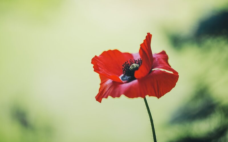Red poppy in a field