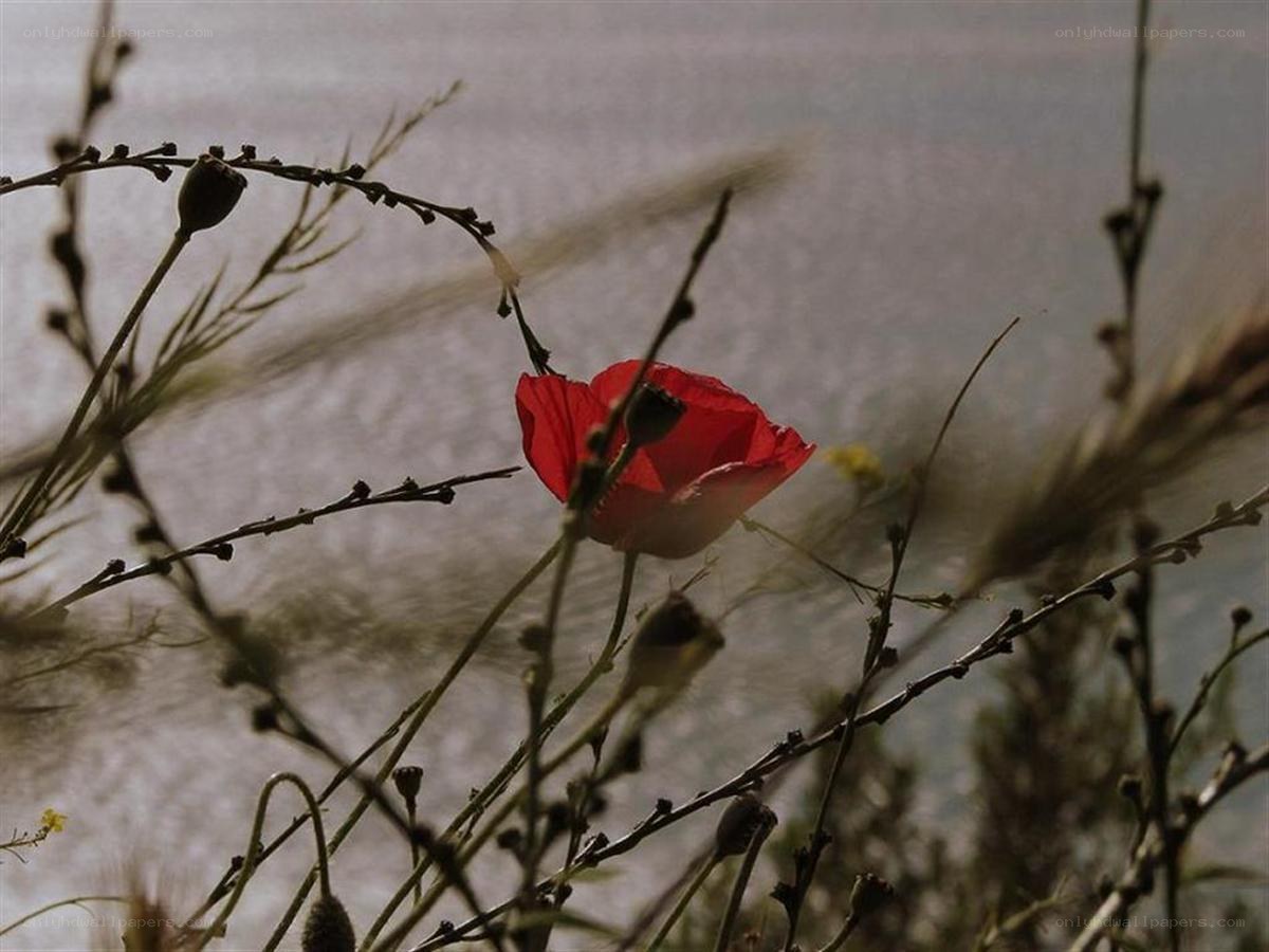 Red poppy in a field