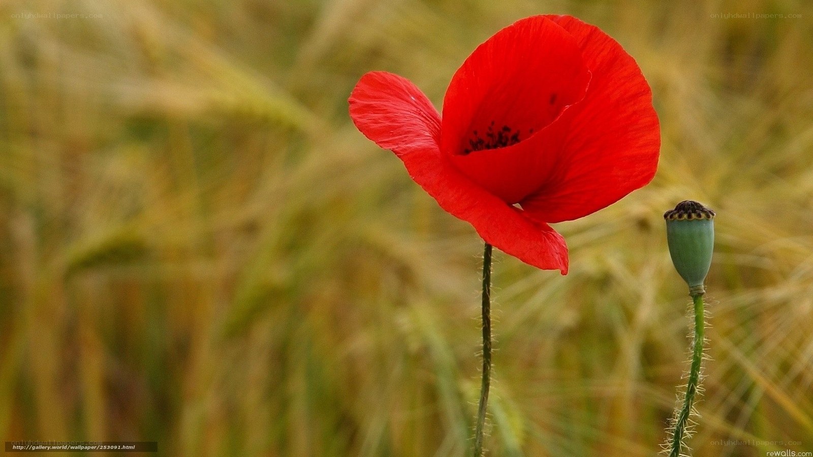 Red poppy in a field