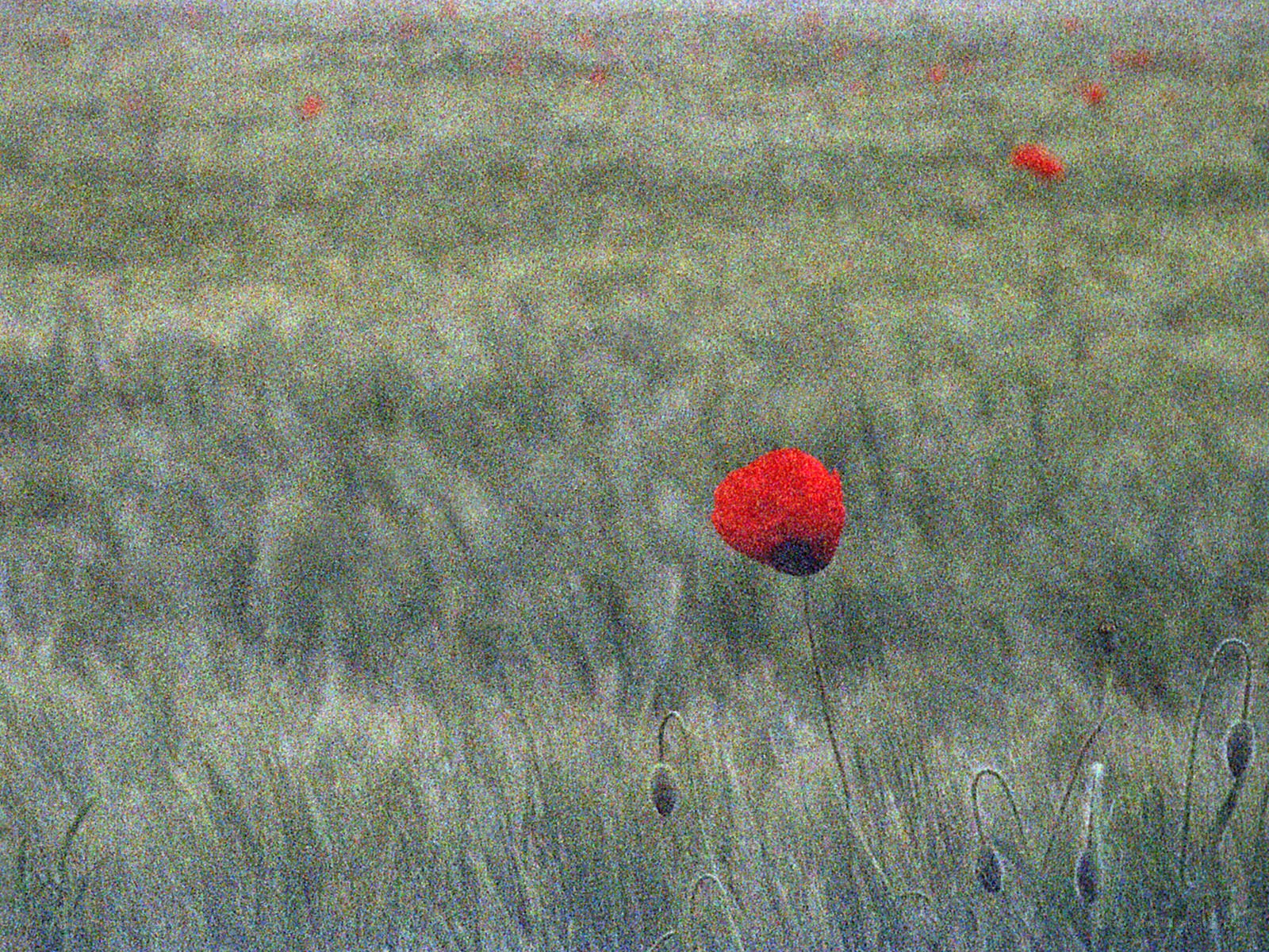 Red poppy in a field