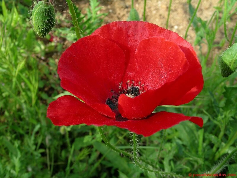 Red poppy in a field