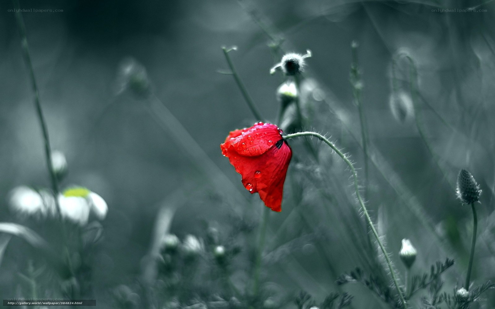 Red poppy in a field