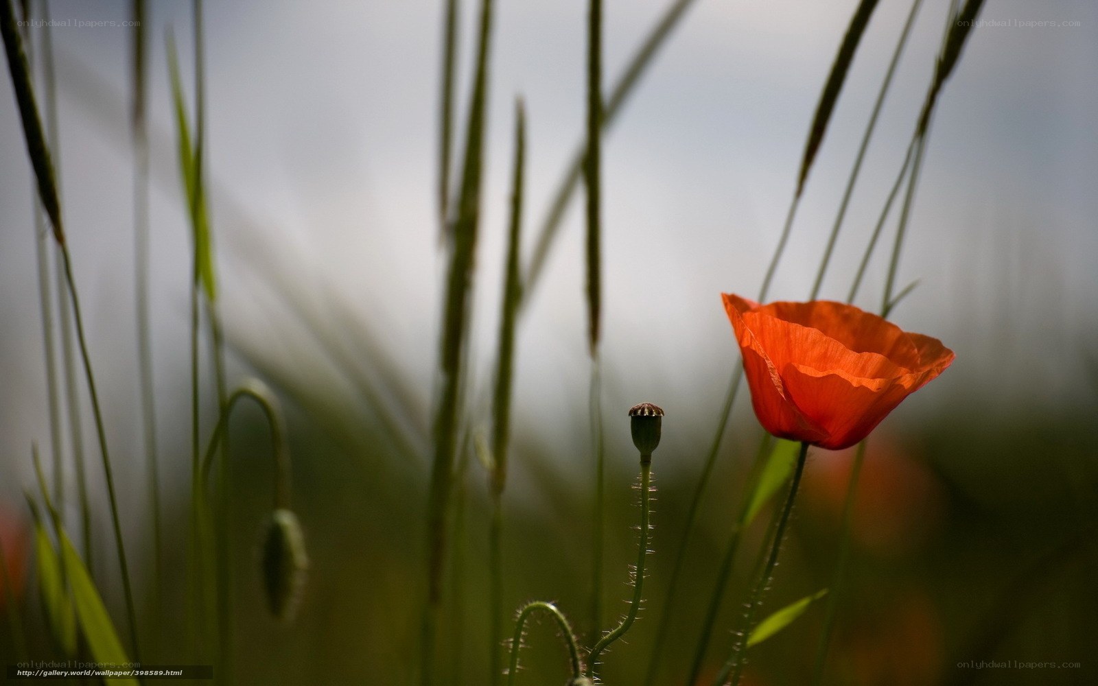 Red poppy in a field