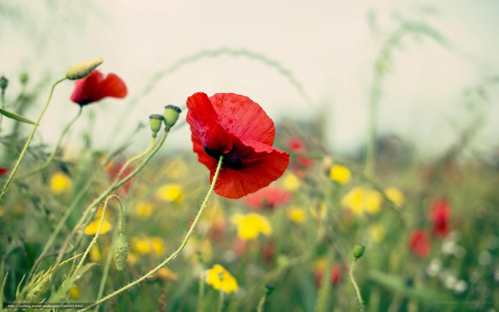 Red poppy in a field
