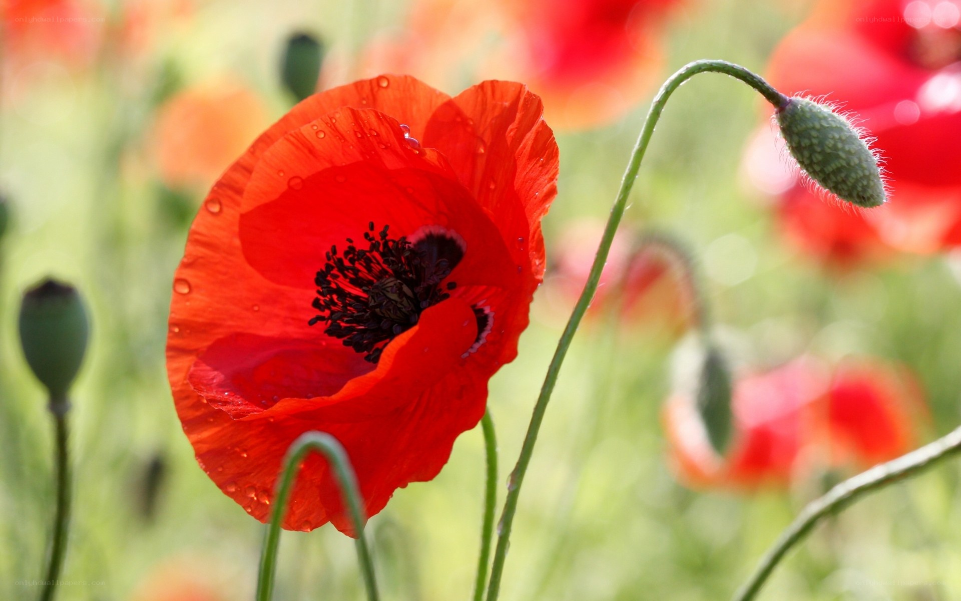 Red poppy in a field