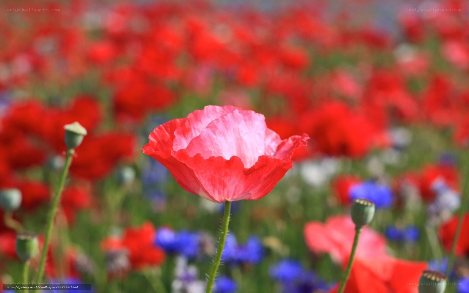 Red poppy in a flower field