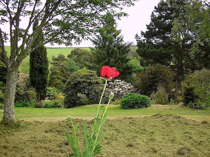 Red poppy in a garden