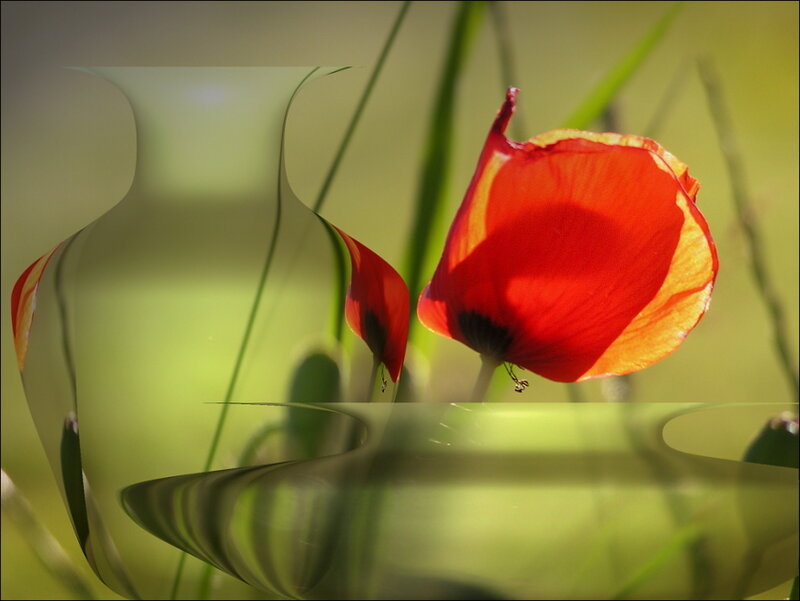 Red poppy in a glass vase