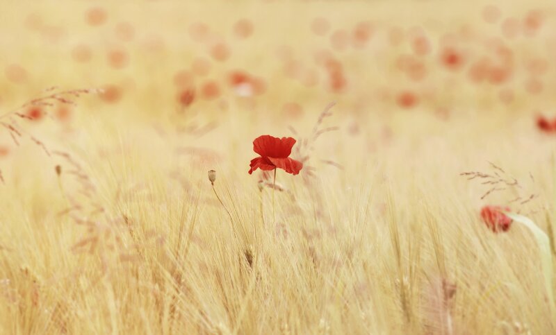 Red poppy in a golden field