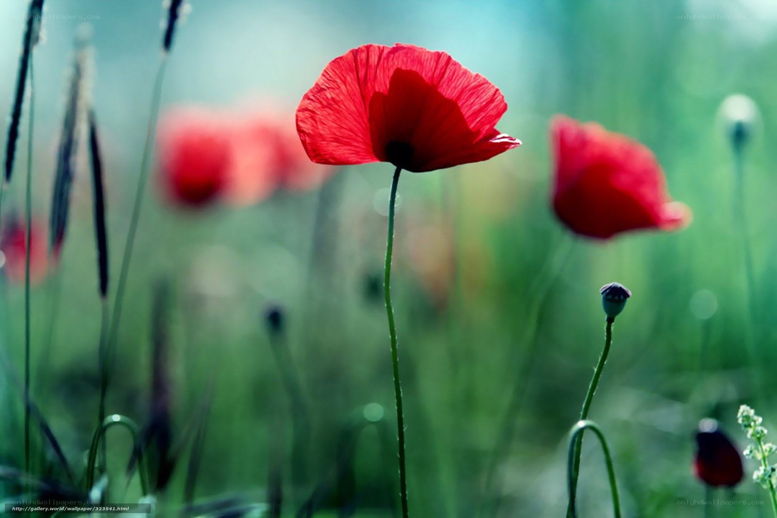 Red poppy in a green field