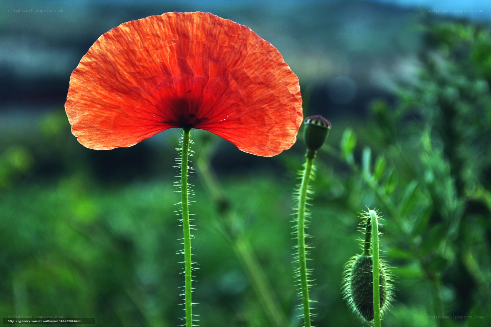 Red poppy in a green field