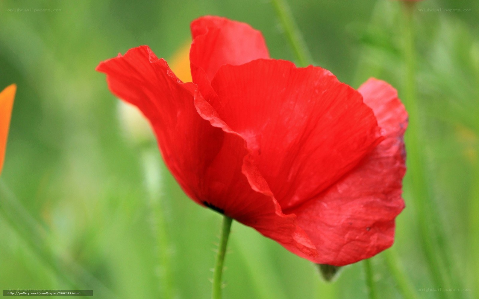 Red poppy in a green field