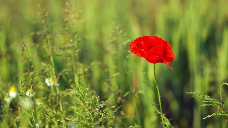 Red poppy in a green field
