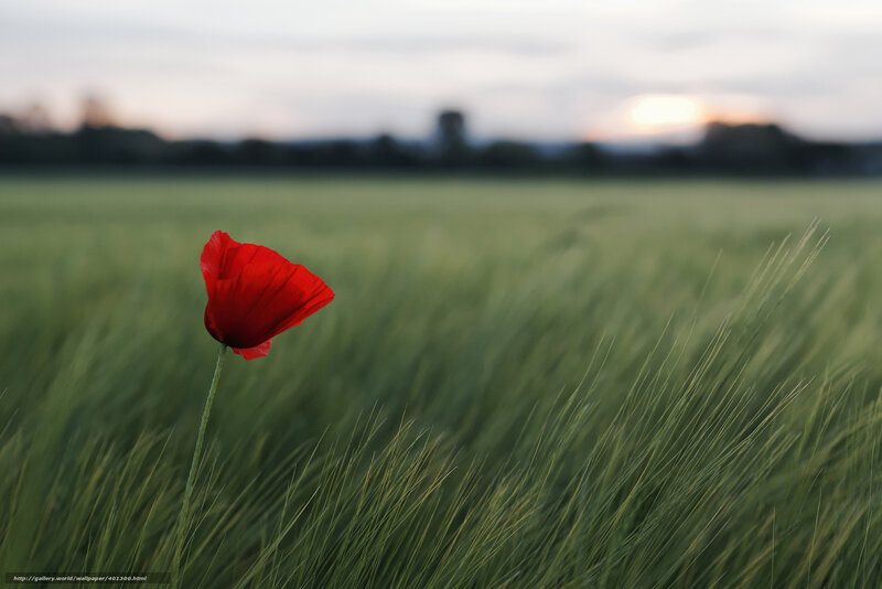 Red poppy in a green field