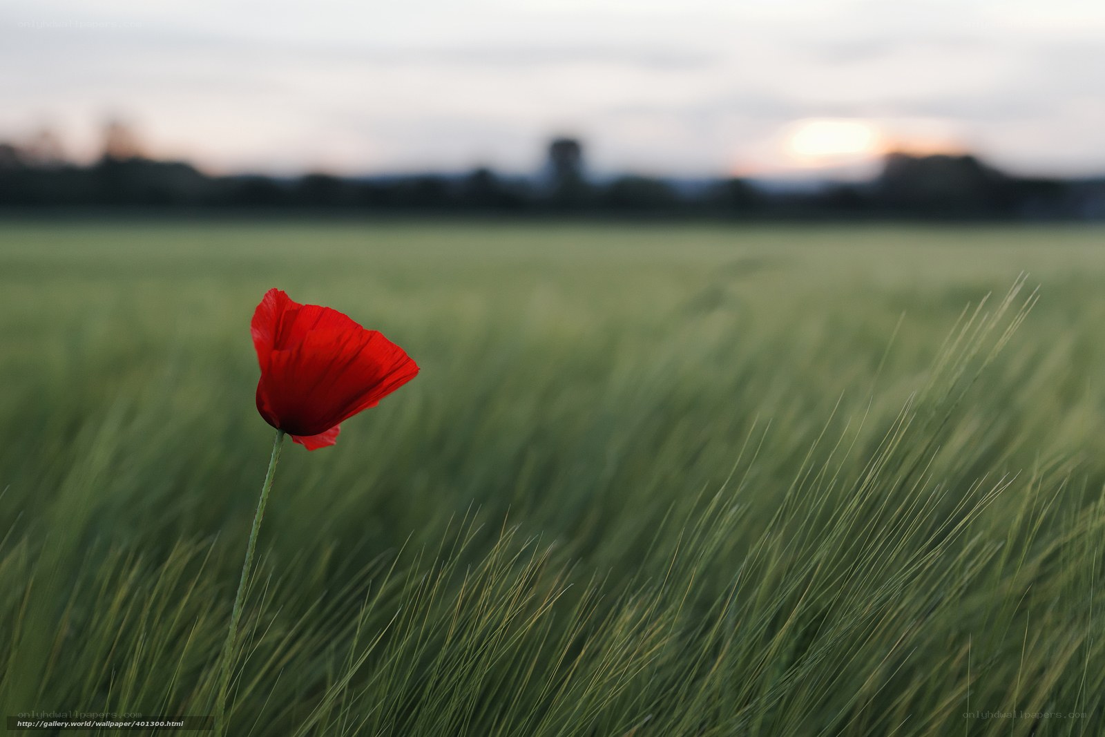 Red poppy in a green field