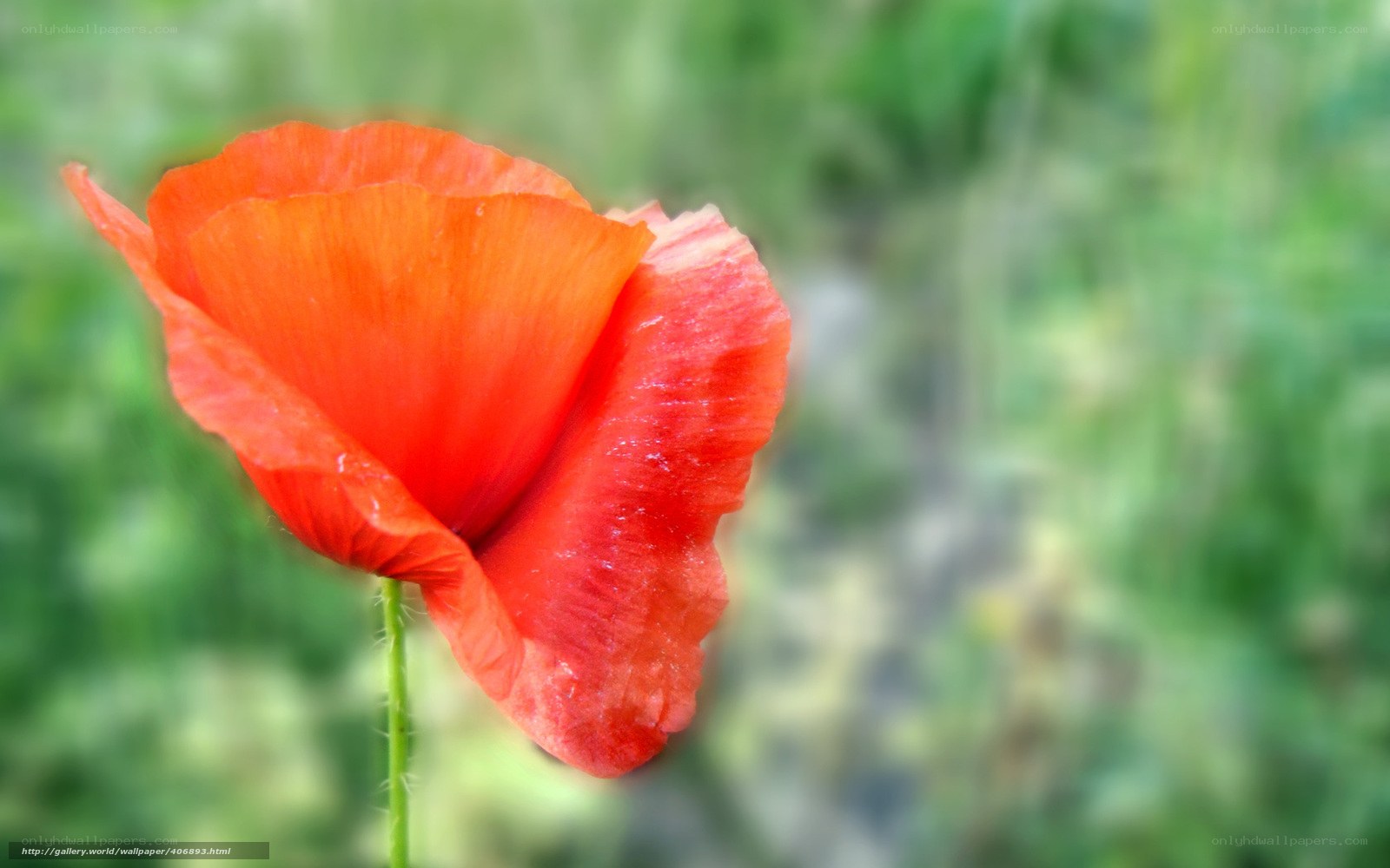 Red poppy in a green field