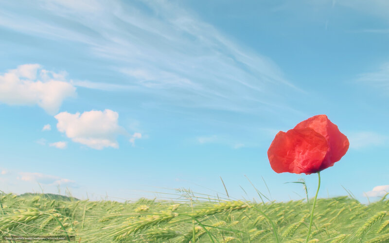 Red poppy in a green field