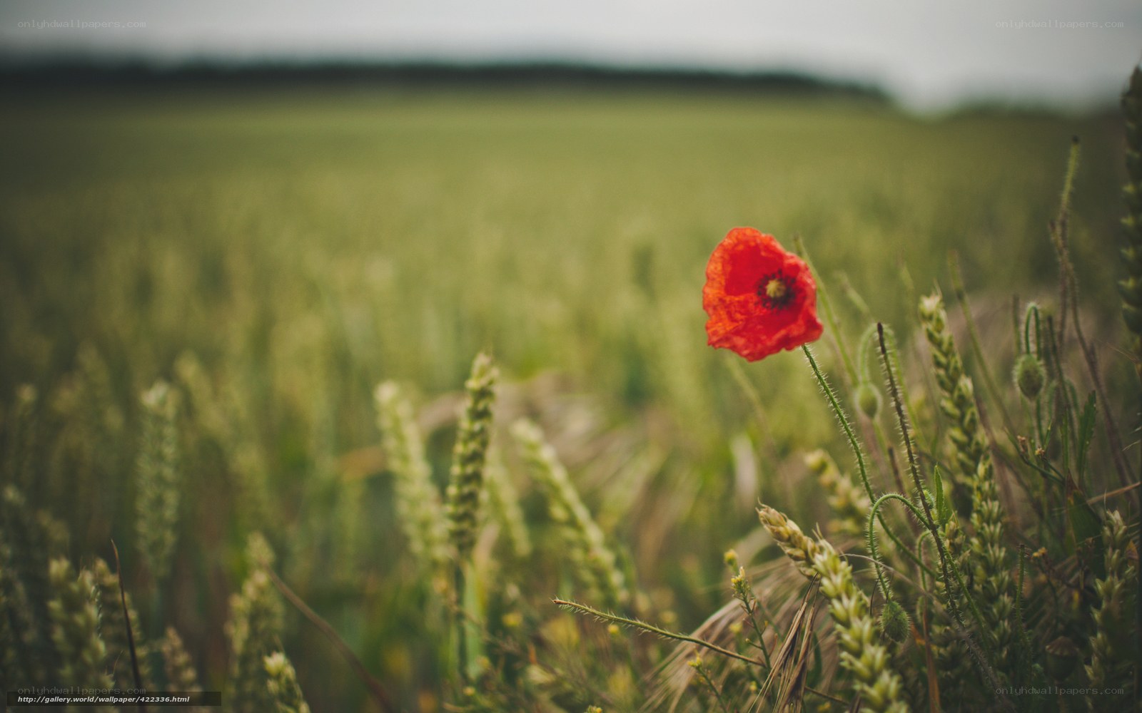 Red poppy in a green field