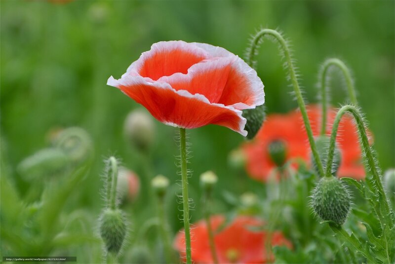 Red poppy in a green field