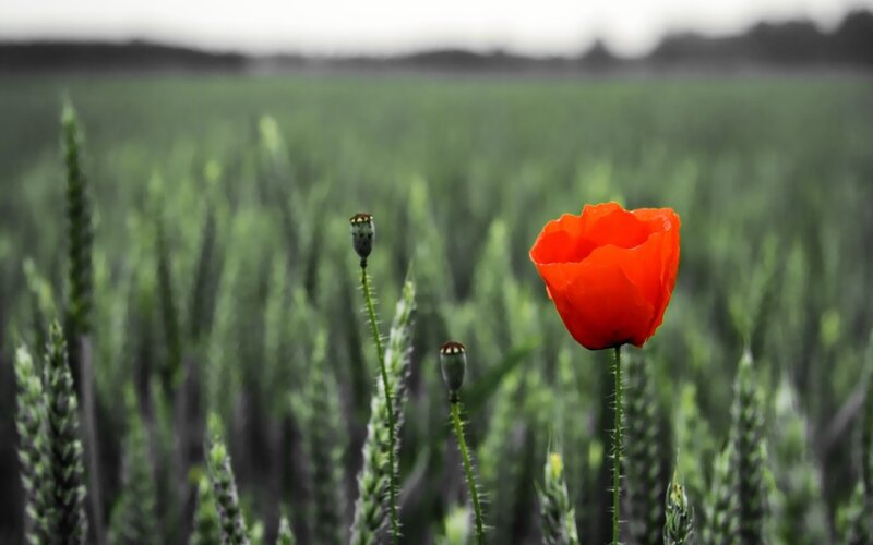 Red poppy in a green field