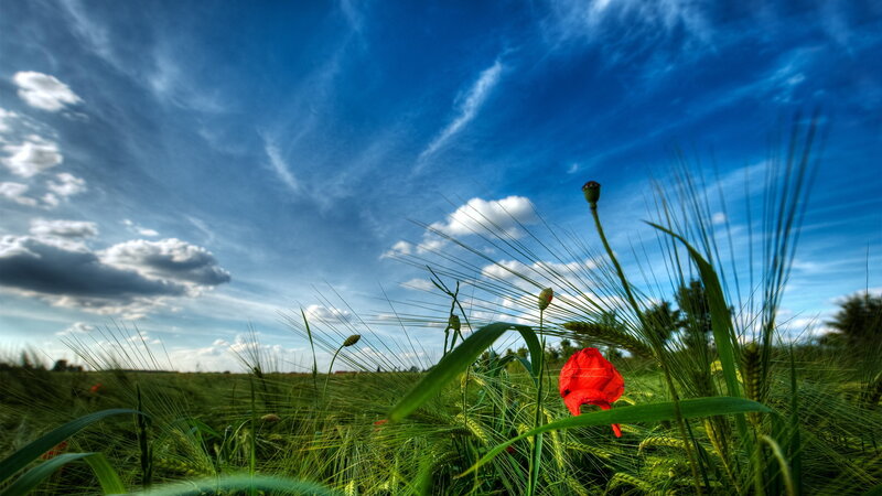 Red poppy in a green field