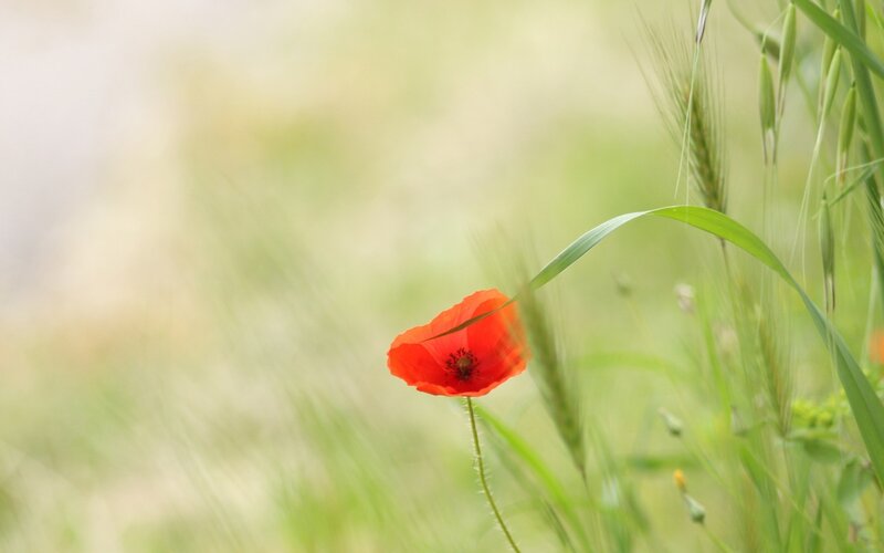 Red poppy in a green field