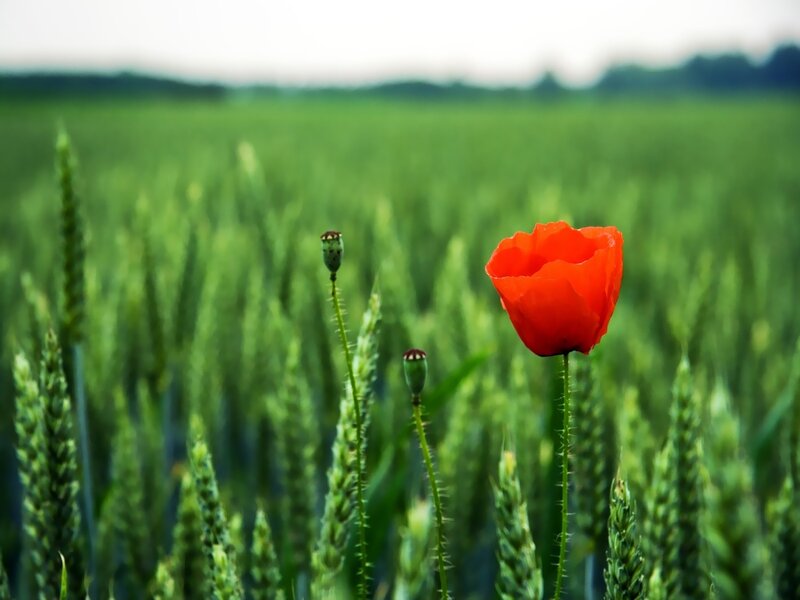 Red poppy in a green field