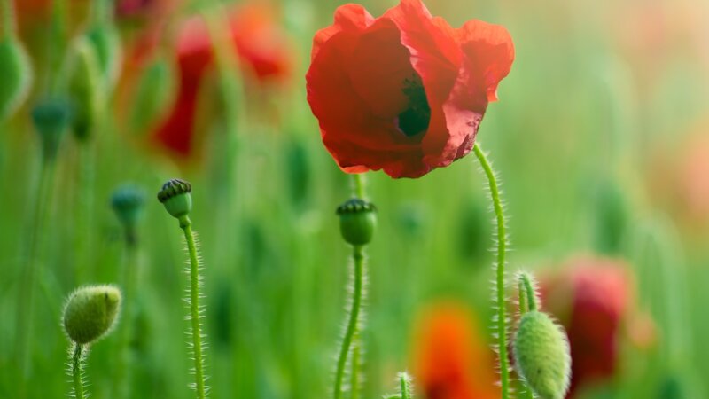 Red poppy in a green field