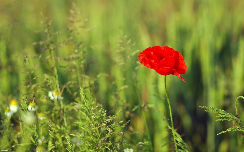Red poppy in a green field