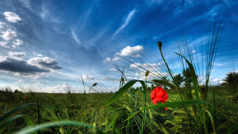 Red poppy in a green field