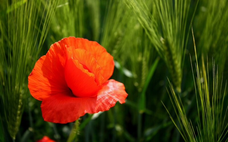 Red poppy in a green field
