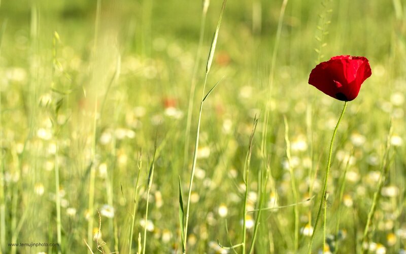 Red poppy in a green field