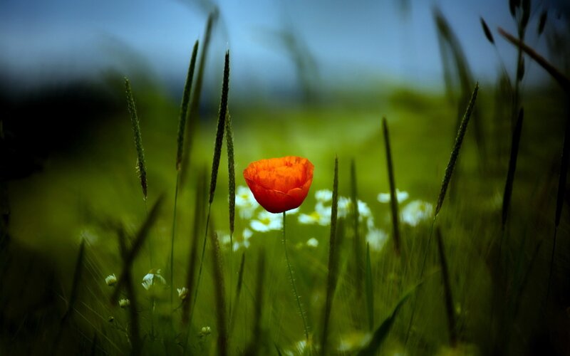 Red poppy in a green field