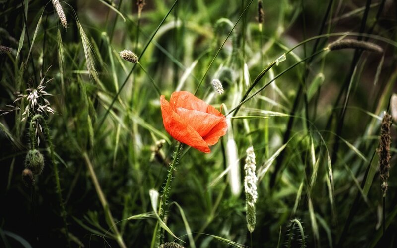 Red poppy in a green field