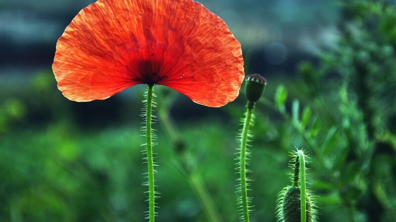 Red poppy in a green field