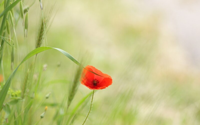 Red poppy in a green field