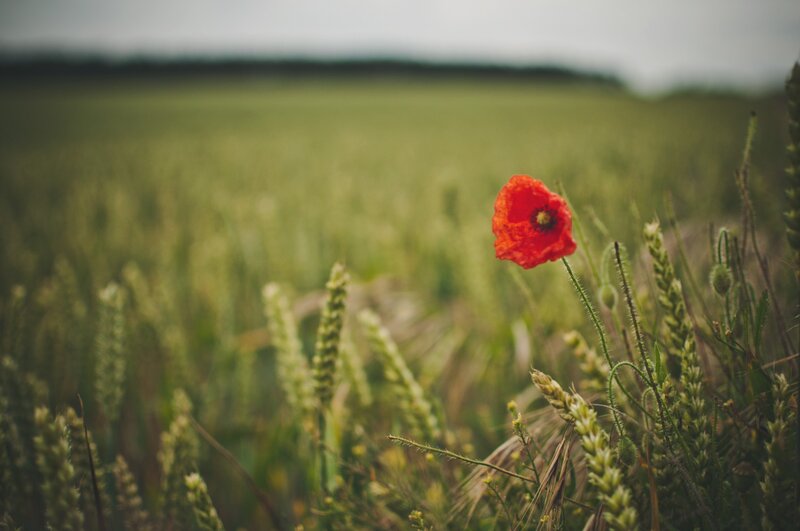 Red poppy in a green field