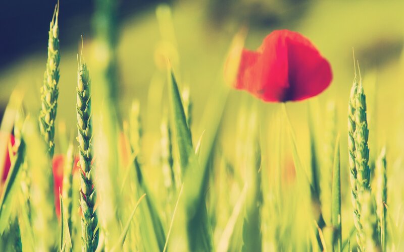 Red poppy in a green field