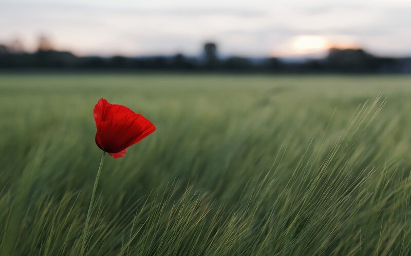 Red poppy in a green field