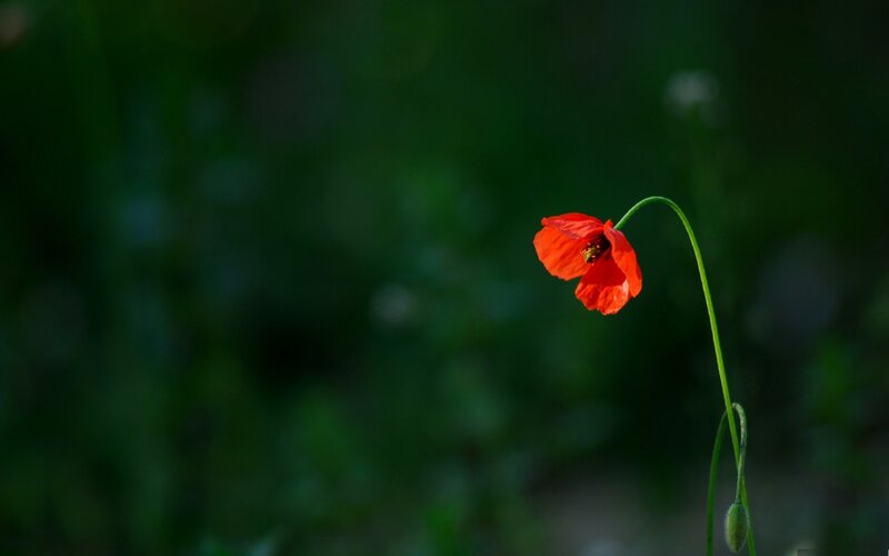 Red poppy in a green field