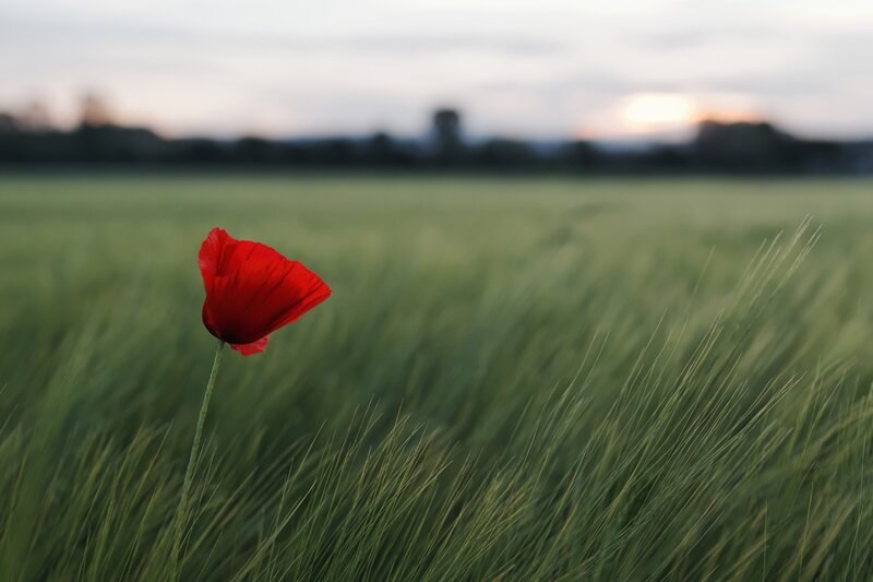 Red poppy in a green field