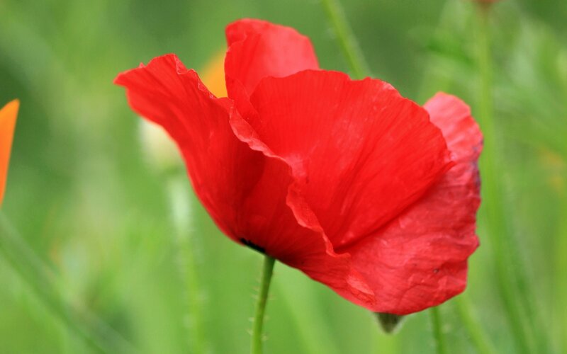 Red poppy in a green field