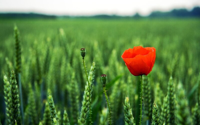 Red poppy in a green field