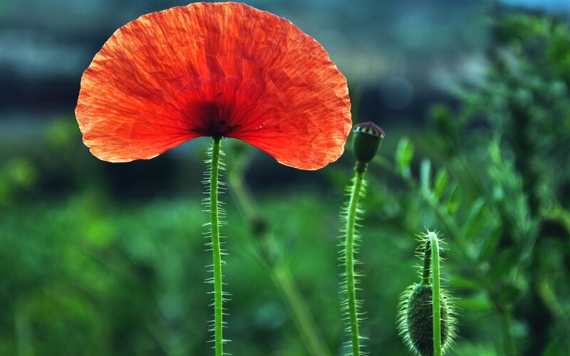 Red poppy in a green field