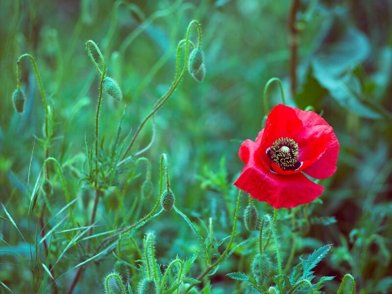Red poppy in a green field