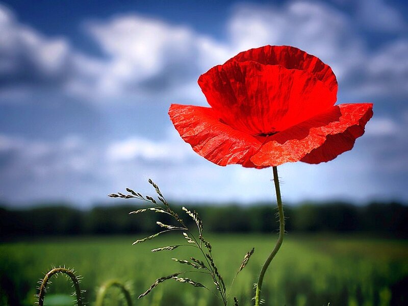Red poppy in a green field