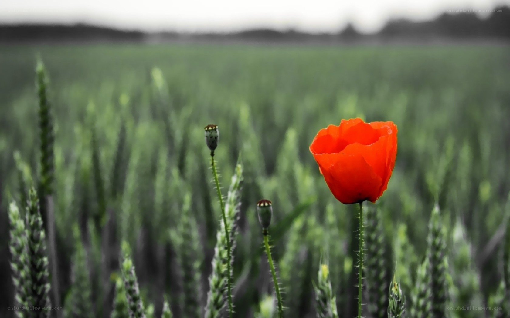 Red poppy in a green field