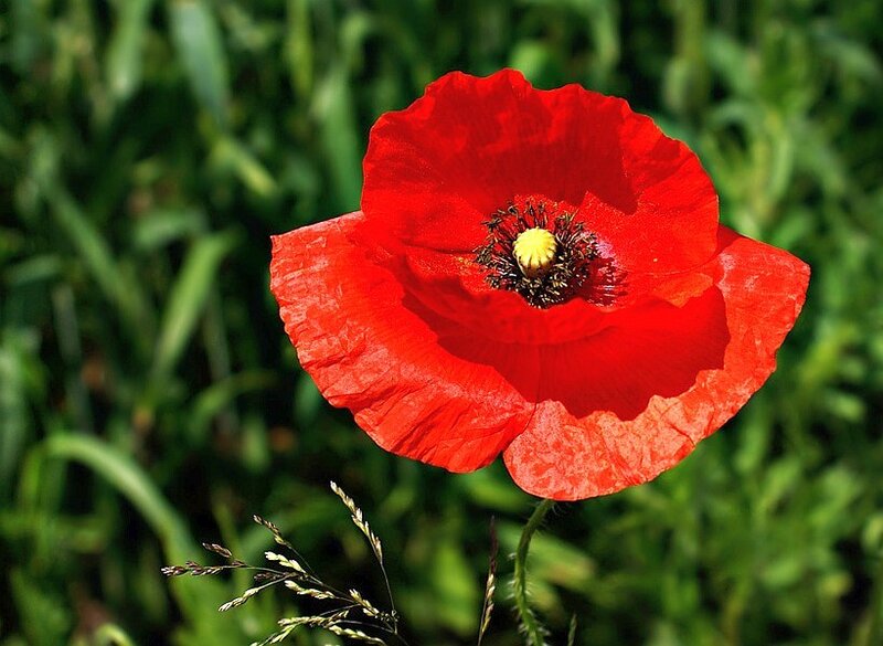 Red poppy in a green field