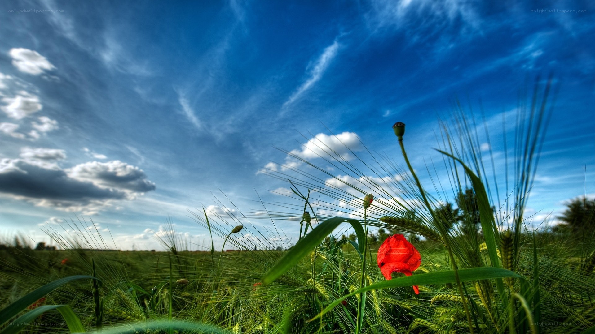 Red poppy in a green field